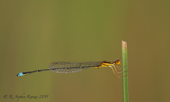 Enallagma sulcatum, male